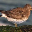 Surfbird